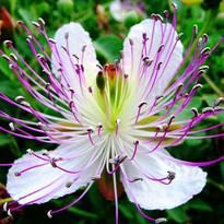 Caper Bush Flower Growing In Bush
