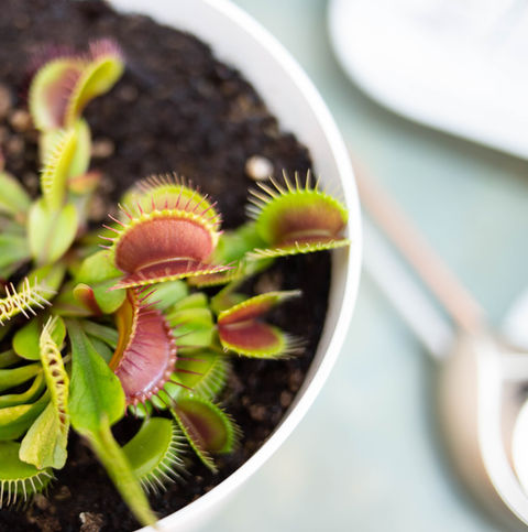 Venus Fly Traps Growing In Plant Pot On Kitchen Counter