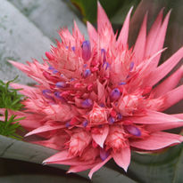 Pink Bromeliad Flower Closeup