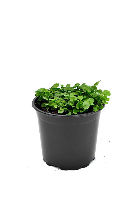 happy plant box Mother's Day Gifts | Succulent Gardens | Lula's Garden main image 1
