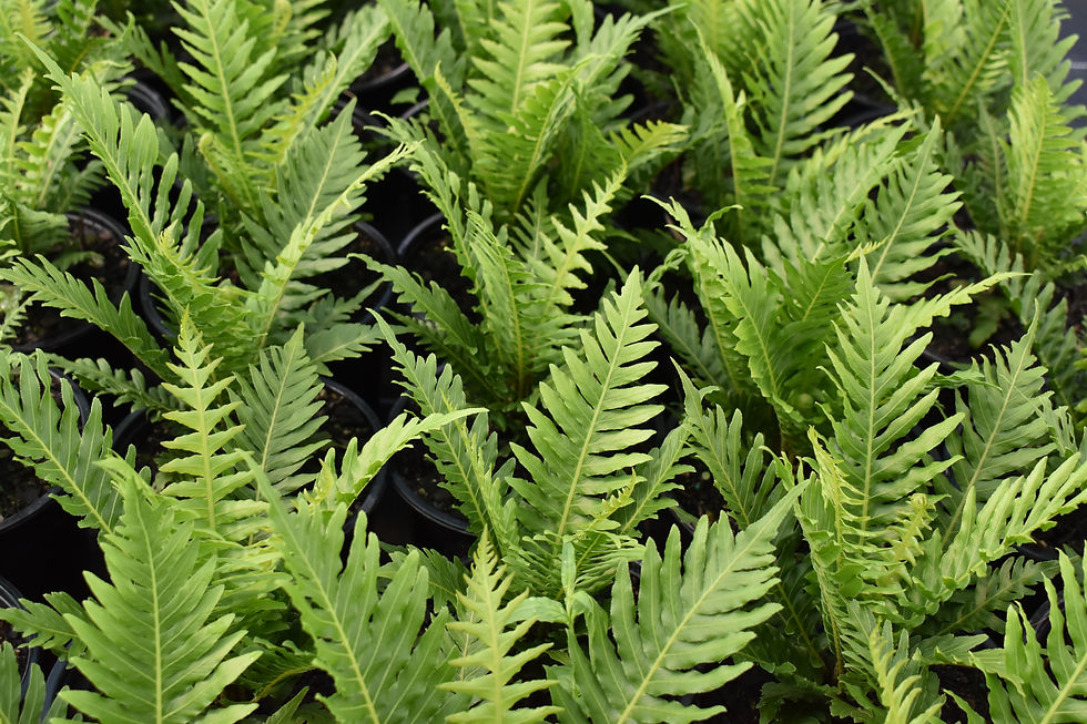 Thumbnail: Blechnum gibbum 'Silver Lady' 1.5L