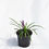 Thumbnail: Liriope Muscari