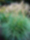 Grasses.jpeg