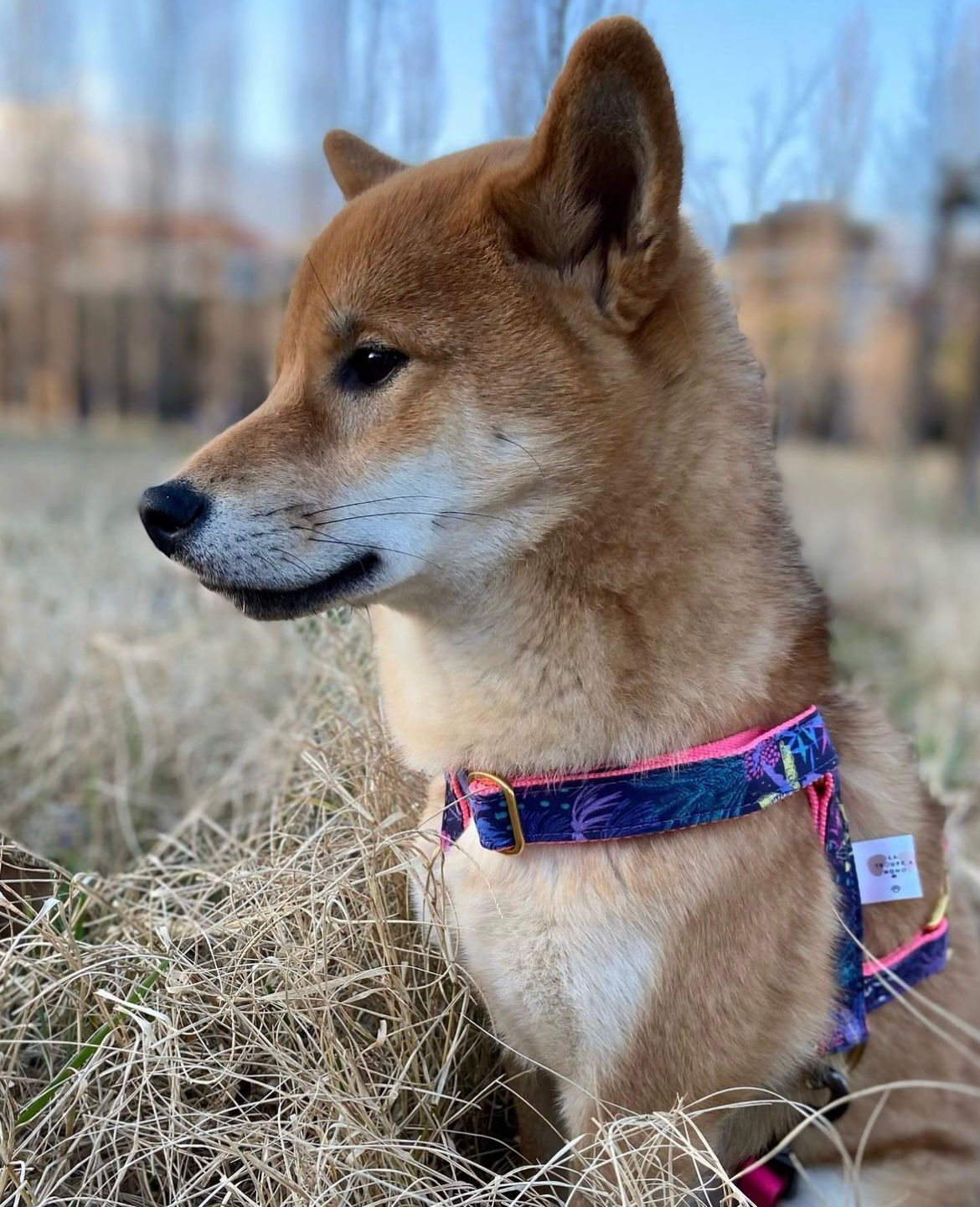 Harnais Purple Jungle