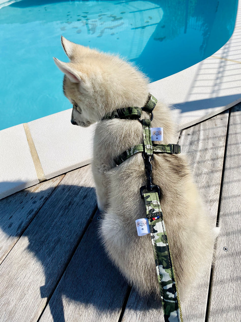 Miniature : Harnais Military Green