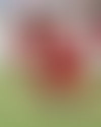 Academia Puerto Cabello busca entrar en puestos de clasificación ante Trujillanos FC.