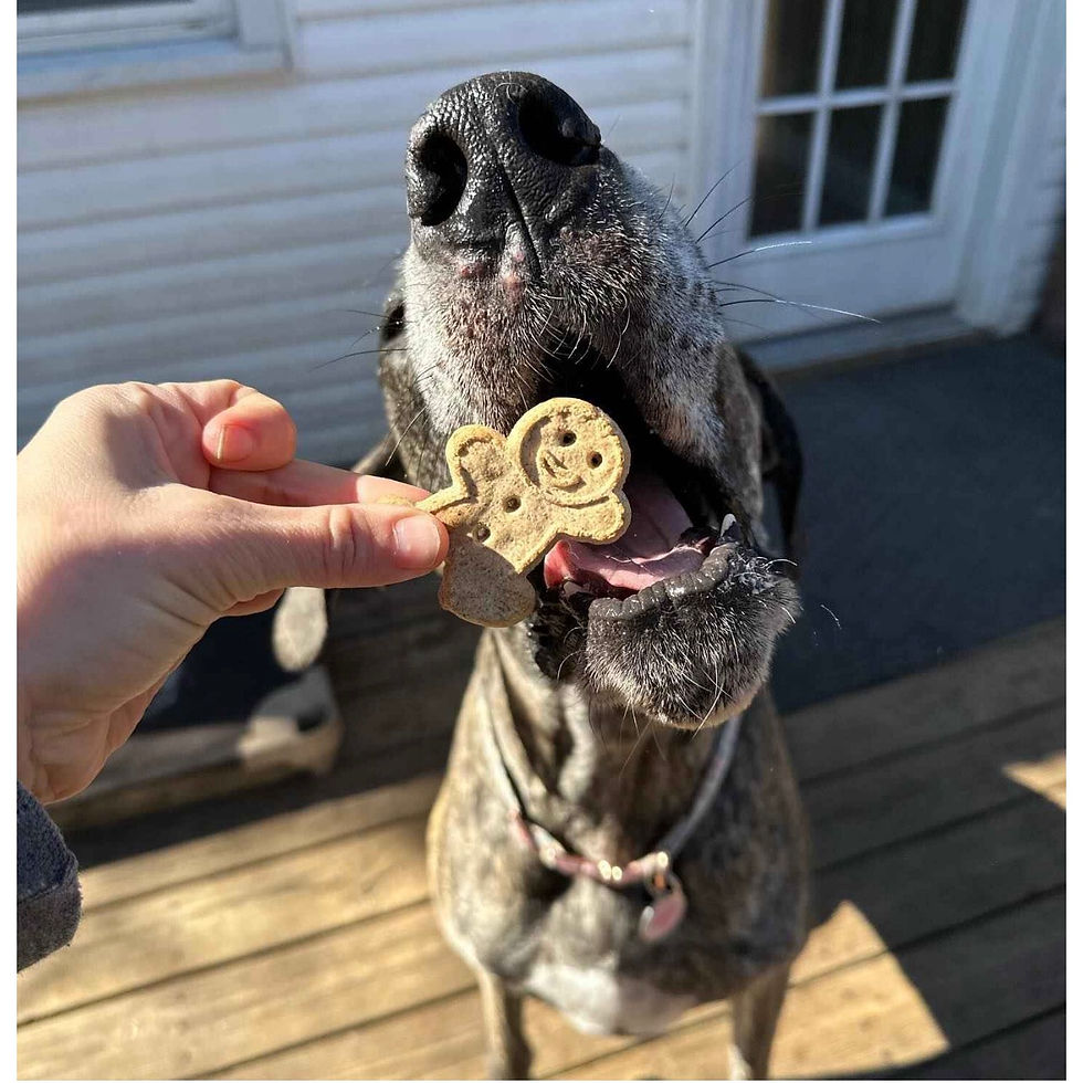 Miniatura: Buddy Biscuits Crunchy Assorted Flavors with Beef, Chicken and Cheese Biscuit Do