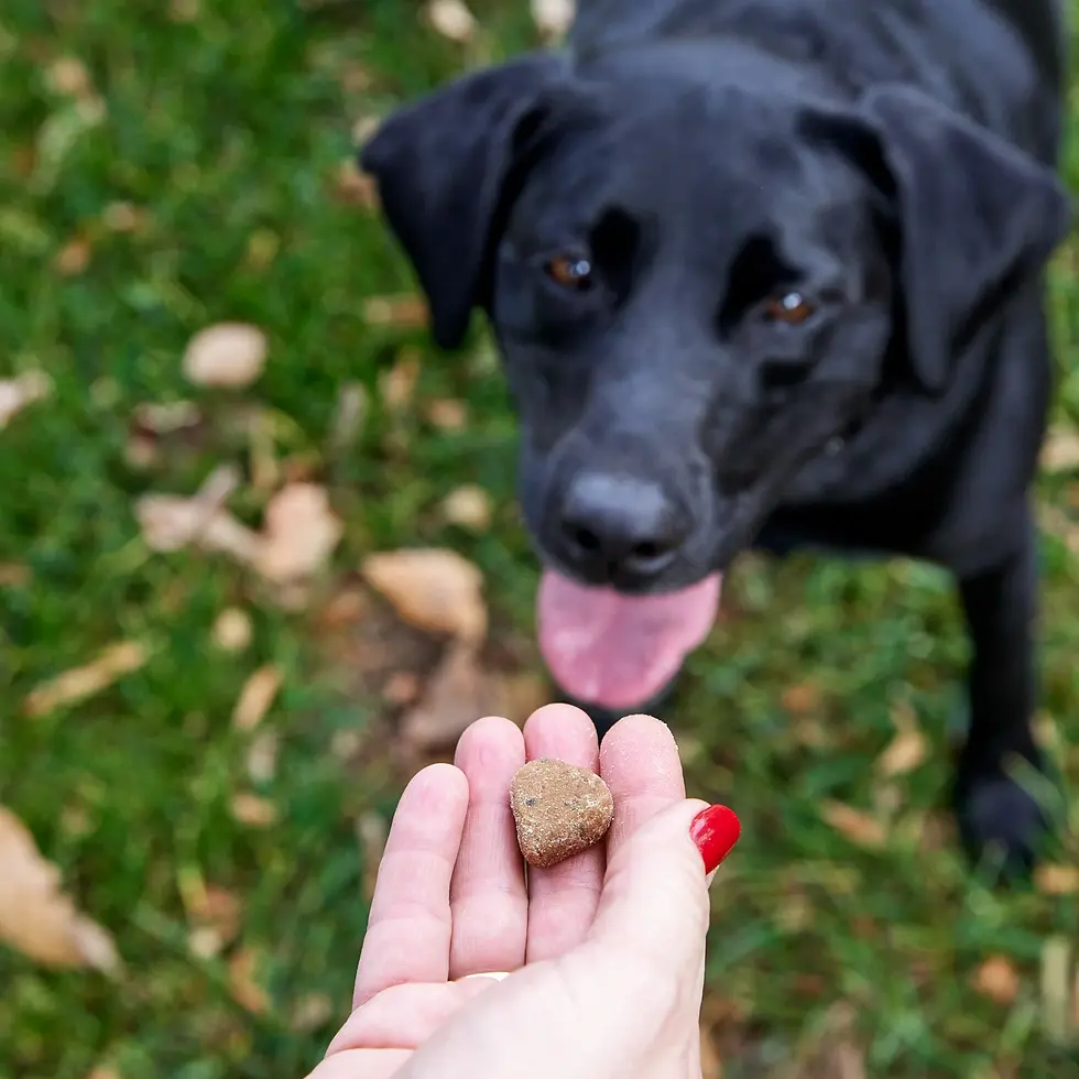 Miniatura: Zesty Paws Allergy & Immune Bites for Dogs, Allergy Relief and Supports Immune F