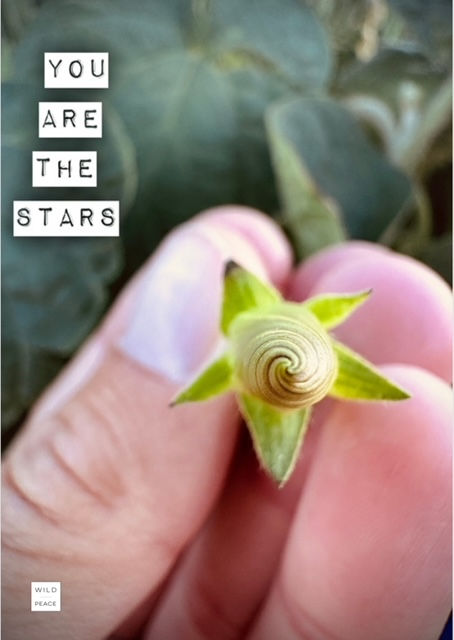 Thumbnail: Wild Peace Deck 6 - The Spiritual Side Of Nature