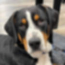 Boomer01