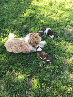 The puppies love hanging with dad