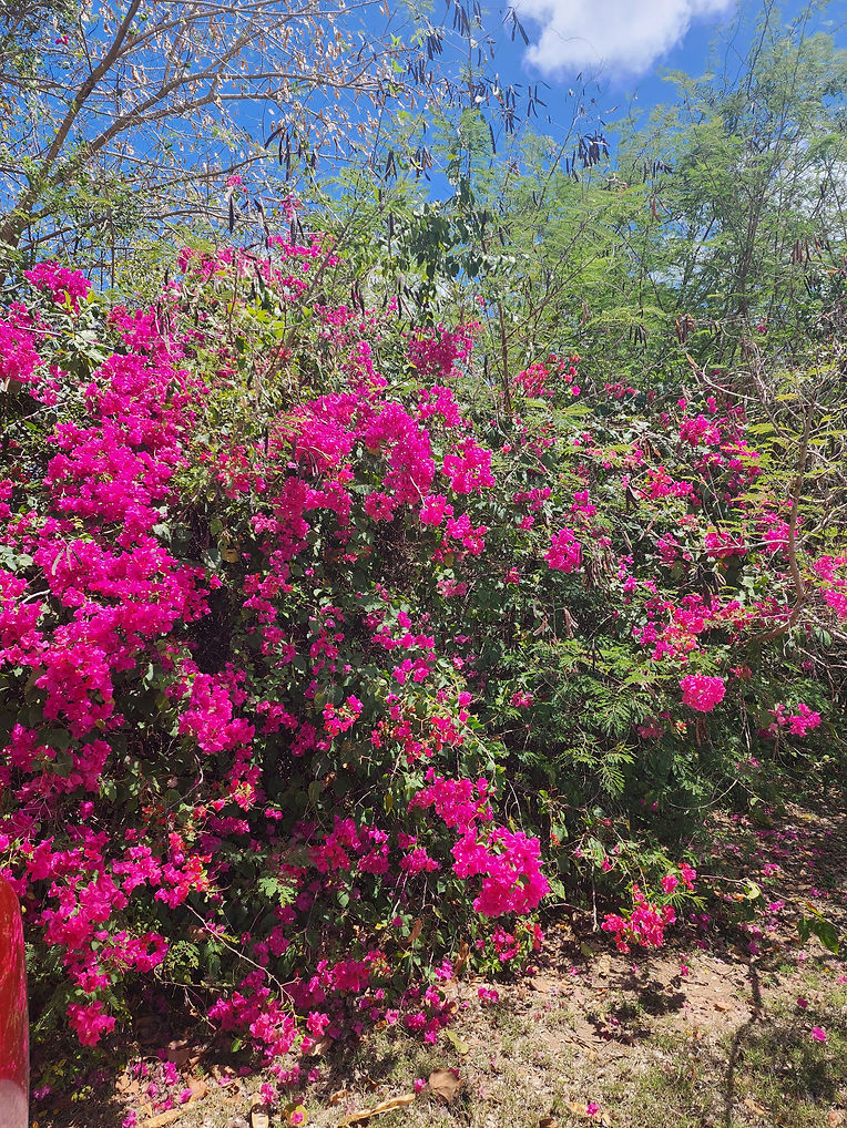 Bougainvillea 1.jpg