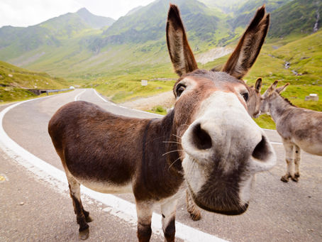 Donkeys, Humility, and Jesus