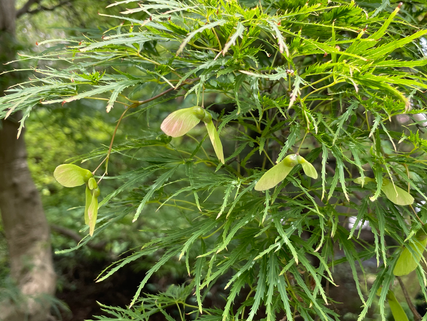 紅葉の種