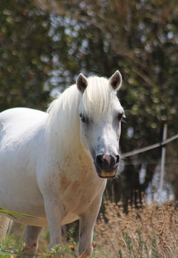 scoubi