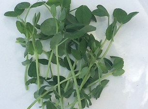 peasshoots.jpg