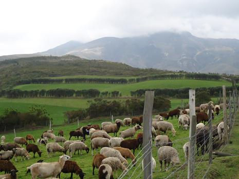 Paramos - Pastocalle
