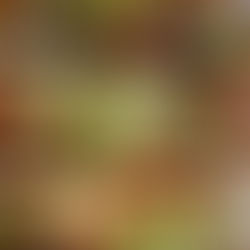 Crispy baguette pizzas topped with melted mozzarella, sticky teriyaki tamarind short ribs, glossy sauce, and chopped scallions on a baking tray.