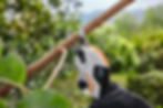 Thumbnail: ASA 20 Cordless Secateurs