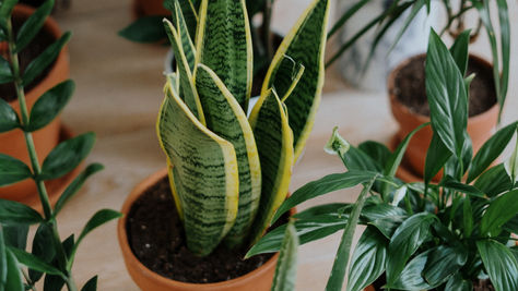 Terra Cotta vs Plastic?