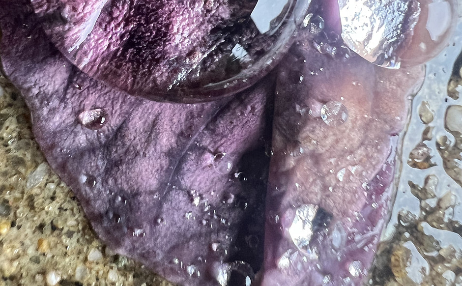 raindrop.jpg