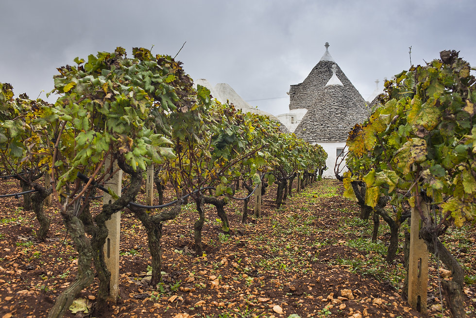 Vignes-Trullo-Italie.jpeg