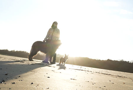 Frau mit zwei Hunden am Strand, Sonnenaufgang, Sonnenuntergang, Leonberger