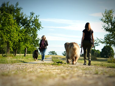 Hundebegegnung, Begegnungstraining, Hund und Mensch, Hundespaziergang