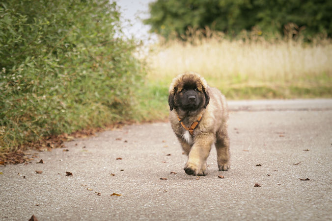 Welpentraining, Leonberger-Welpe läuft auf einem Weg, Welpe mit Geschirr