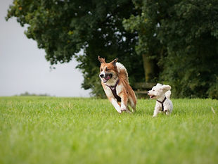 zwei spielende Hunde, Hunde rennen über eine Wiese