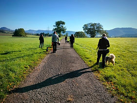 Gruppentraining, Hundegruppe, Hundeschule, Hundespaziergang