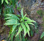 Blechnum spicant