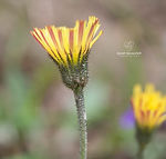 Pilosella officinarum