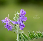 Vicia sepium