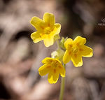 Primula veris