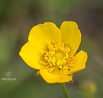 Ranunculus polyanthemos