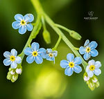 Galicia wildflowers - Explore Galicia's floral beauty