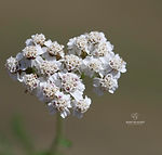 Achillea collina