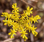 Galicia wildflowers - Explore Galicia's floral beauty