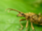 Rhagium sycophanta