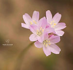 Armeria undulata