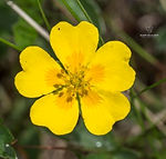 Potentilla aurea