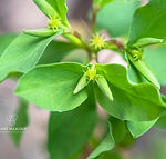 Euphorbia peplus