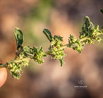 Amaranthus albus