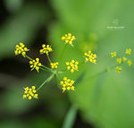 Bupleurum falcatum