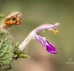 Ballota saxatilis subsp. saxatilis