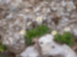 Achillea oxyloba subsp. schurii