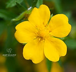 Potentilla patula