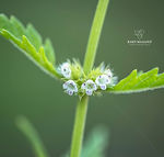 Galicia wildflowers - Explore Galicia's floral beauty