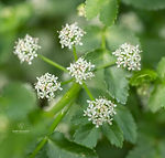 Apium graveolens